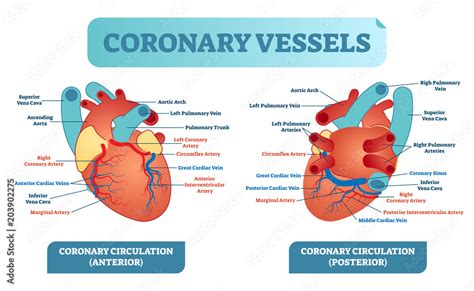 Coronary Circulation Diagram Blood Flow