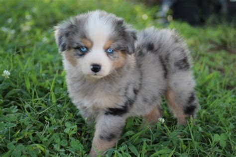 Adorable Australian Shepherd Puppy with Blue Eyes