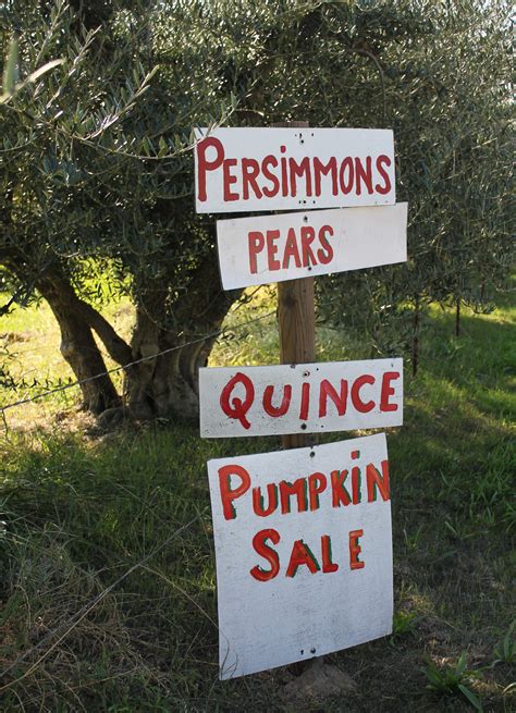 Otow Orchard, Granite Bay, CA Pear Quince, Granite Bay, Persimmons ...