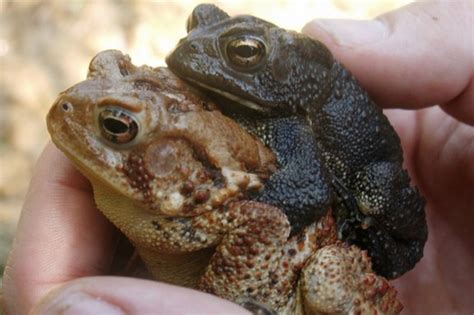 PA HERP IDENTIFICATION » Eastern American Toad