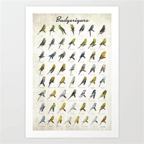 Budgerigar Colors Poster Art Print by AwesomeArtwork | Society6