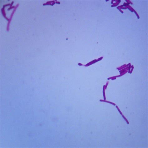 Lactobacillus acidophilus, w.m. Microscope Slide | Carolina.com