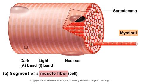 A and P ONE. CH 10 muscles at Stark State College of Technology - StudyBlue