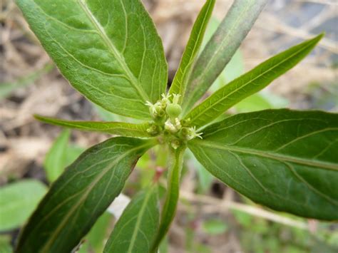 Euphorbia heterophylla L. [Species] - Images