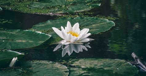 White Water Lily in a Pond · Free Stock Photo