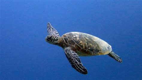 Sea Turtles Of The Indian Ocean | Olive Ridley Project