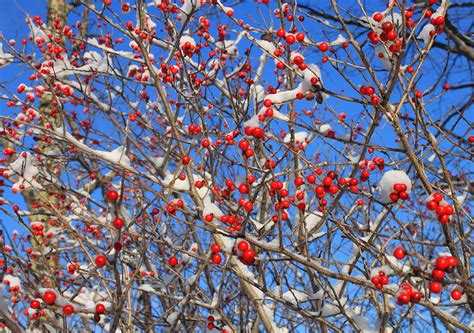 Winterberry in Snow Photograph by John Burk - Fine Art America