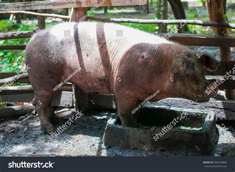 Pig Eating Stock Photo 686104894 | Shutterstock