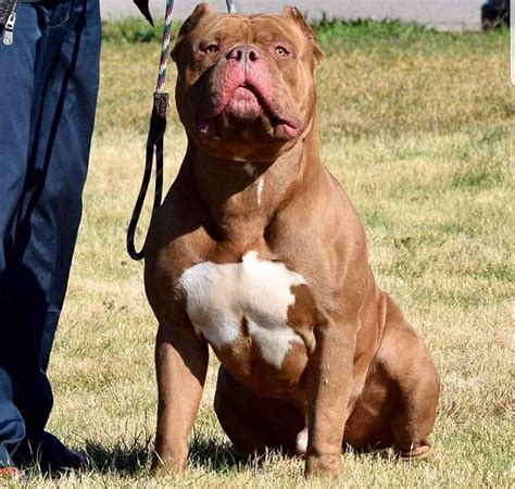 England: New laws banning XL Bully dogs laid in Parliament | Scottish Legal News