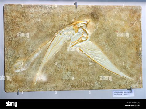 Fossil of Rhamphorhynchus muensteri, genus of long-tailed pterosaur (Rhamphorhynchus muensteri ...