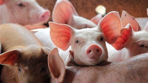 Slaughterhouses reopen but farmers still euthanizing pigs | CBS 42