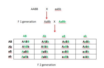 20+ Punnett Square Dihybrid Cross Calculator - HargeetBeau
