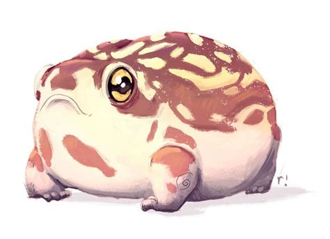 Desert Rain Frog - Ryan Shaw | Cute reptiles, Cute frogs, Frog art