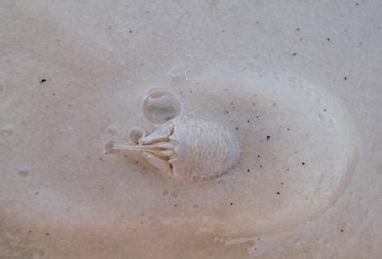 Weekly “What is it?”: Sand fleas (mole crabs) - UF/IFAS Extension ...