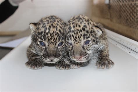 This Just In: Jaguar Cubs – CUTETROPOLIS