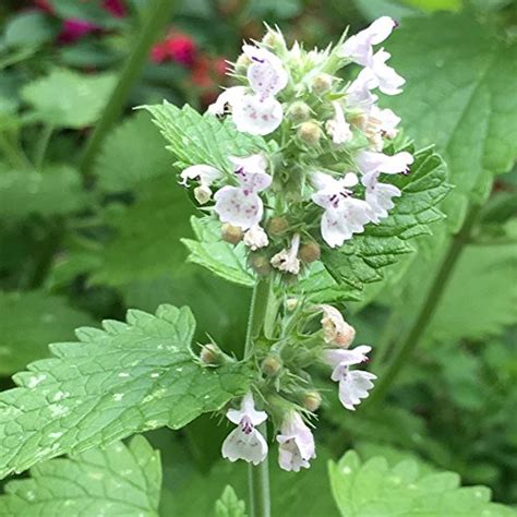 Catnip Seeds, Mint Plant/Herb, 1000 Heirloom Seeds Per Packet, Non GMO ...