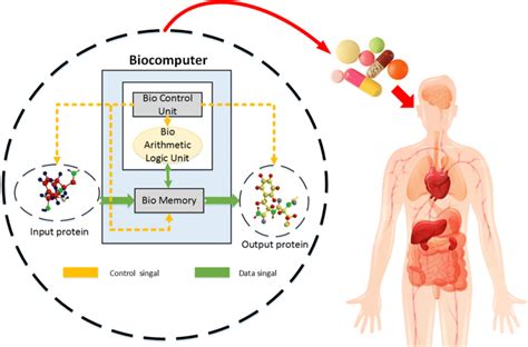 The schematic diagram of the ideal biocomputer. It represents the... | Download Scientific Diagram