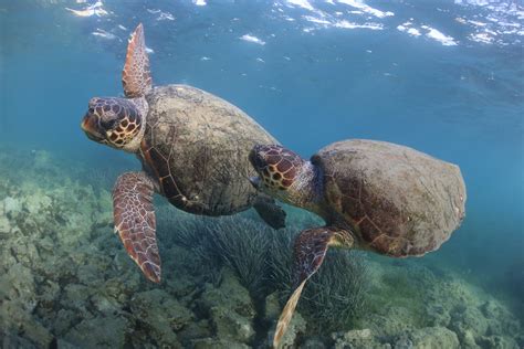 Loggerhead Turtle | Sea Turtle Species — The State of the World's Sea ...