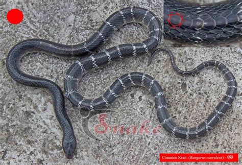 Common Krait ଚିତି - Snake Helpline