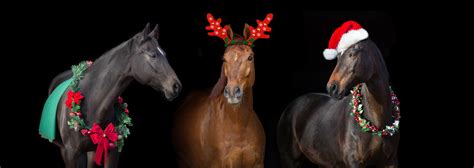 HN Christmas Carols: ‘The Horse’s Song’ | HORSE NATION