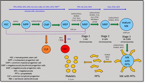 Anagrelide: A Clinically Effective cAMP Phosphodiesterase 3A Inhibitor ...