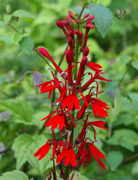 Cardenal (Plantas que atraen aves) · NaturaLista