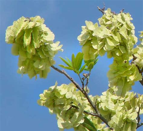 Dogwood Tree Berries Poisonous Humans