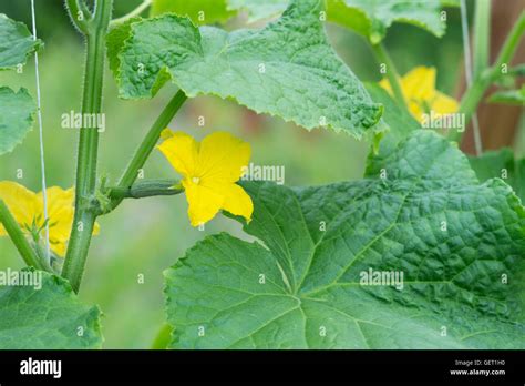 Cucumis Sativus. Cucumber flowers on the vine in a greenhouse. UK Stock Photo - Alamy