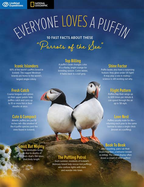 10 Fun & Fascinating Facts About the Puffins of Iceland