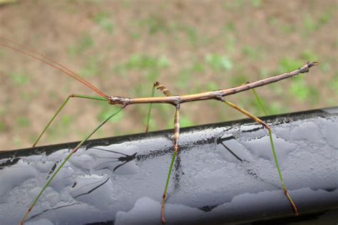 Door to Nature: Walking Sticks - Door County Pulse