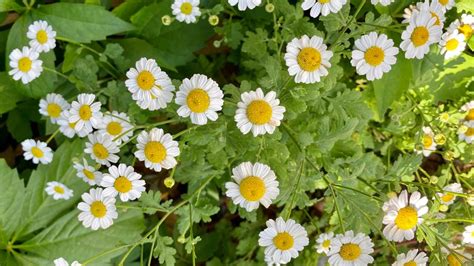 How To Grow And Care For Pyrethrum Daisies - Bunnings New Zealand