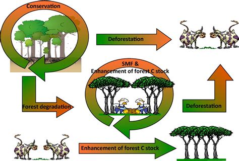 Options for sampling and stratification for national forest inventories ...