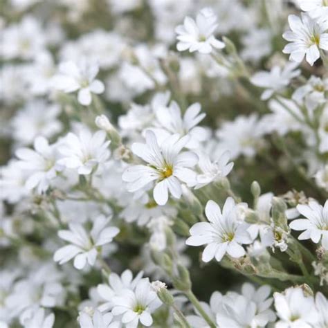 Cerastium tomentosum - How to grow & care