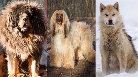 25 German Dog Breeds – PureWow | lupon.gov.ph