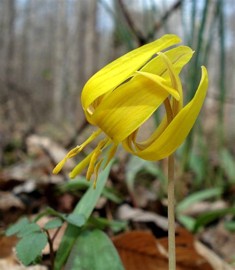 Erythronium americanum (Adder's Tongue, American Trout Lily, Dog-Tooth Violet, Eastern Trout ...