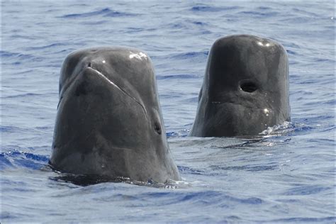 Pilot Whales — Long-Finned, Short-Finned Ones — Characteristics and ...