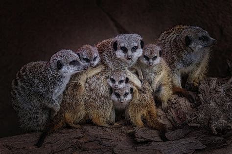 Meerkat Family Portrait Photograph by Ernie Echols | Fine Art America