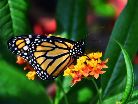 Monarch Butterfly Wallpaper - iPhone, Android & Desktop Backgrounds