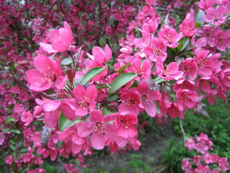 Apple Tree Flowering Stages