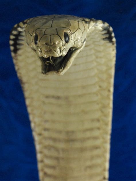 Snake Skin Products, Shark Stingray Ostrich Lizard, Genuine! USA Free Shipping