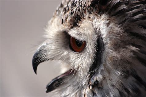 arquazuarma: owls hooting