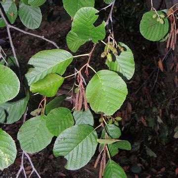 Black Alder (European alder) facts and health benefits