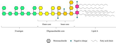 Lipopolysaccharides in Cyanobacteria: A Brief Overview