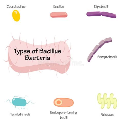 Types of bacilli bacteria stock vector. Illustration of document - 252113570