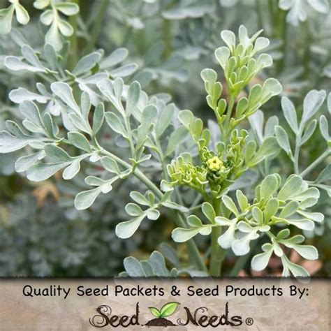 100 Seeds, Rue Herb (Ruta graveolens) Seeds By Seed Needs | Garden ...