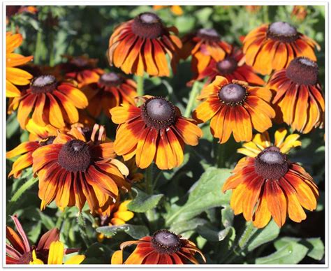 Rudbeckia hirta 'Autumn Colors' - Devil Mountain Wholesale Nursery