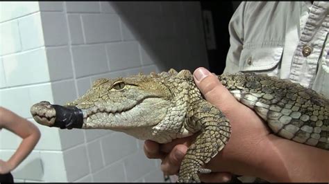 Morelet's Crocodile and the CCSB Reptile Rescue at Repticon Raleigh - YouTube