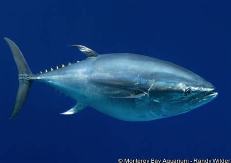 Bluefin tuna sells for $632,000, but is that worth celebrating? - Men's Journal