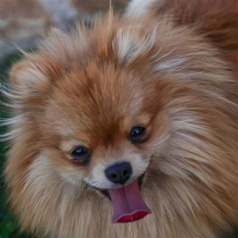 Characteristics of Pomeranian Dogs