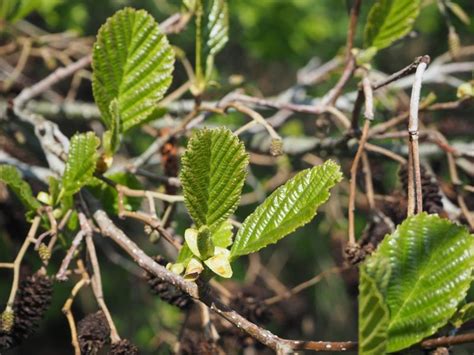 Aliso | Características, raíces, propiedades medicinales | Árbol, planta